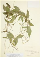 藏品(三葉蝶豆)的圖片